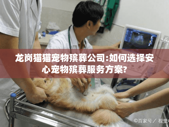 龙岗猫猫宠物殡葬公司:如何选择安心宠物殡葬服务方案? 龙岗猫猫宠物殡葬公司:如何选择安心宠物殡葬服务方案?