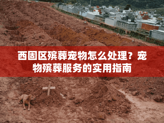 西固区殡葬宠物怎么处理？宠物殡葬服务的实用指南