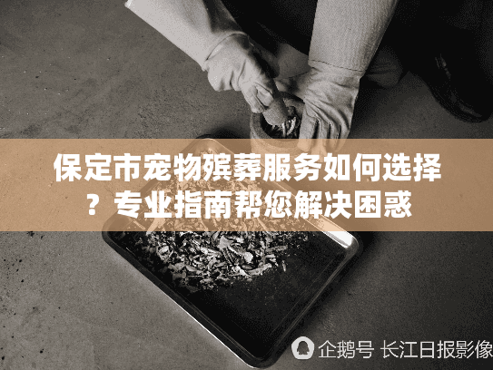 保定市宠物殡葬服务如何选择？专业指南帮您解决困惑