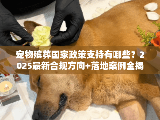 宠物殡葬国家政策支持有哪些?2025最新合规方向+落地案例全揭秘 宠物殡葬国家政策支持有哪些?2025最新合规方向+落地案例全揭秘