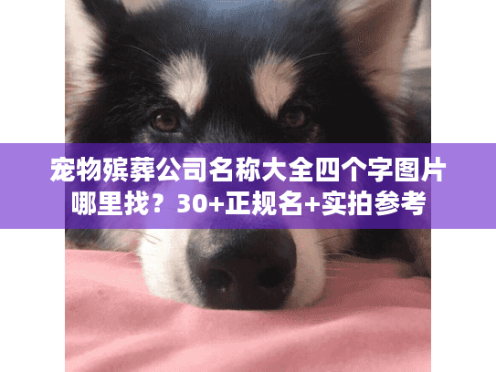 宠物殡葬公司名称大全四个字图片哪里找？30+正规名+实拍参考