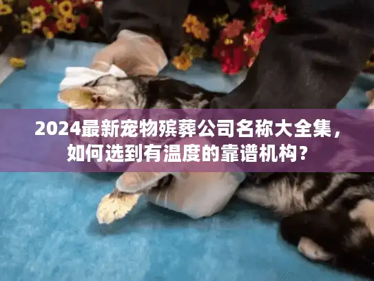 2024最新宠物殡葬公司名称大全集，如何选到有温度的靠谱机构？