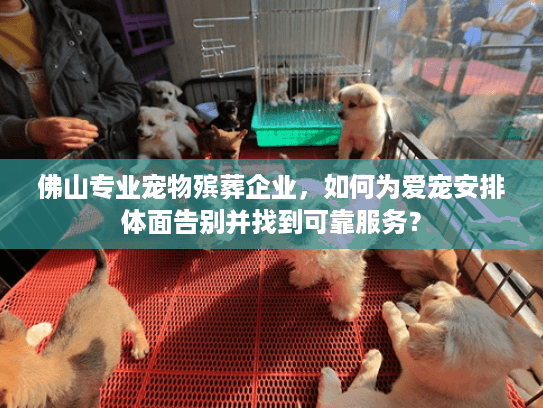 佛山专业宠物殡葬企业，如何为爱宠安排体面告别并找到可靠服务？