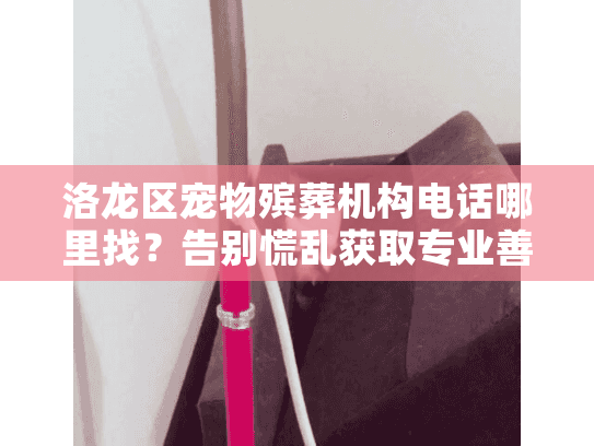 洛龙区宠物殡葬机构电话哪里找?告别慌乱获取专业善终指南 洛龙区宠物殡葬机构电话哪里找?告别慌乱获取专业善终指南