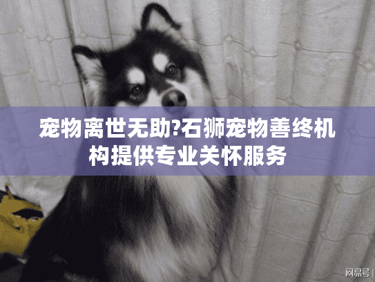 宠物离世无助?石狮宠物善终机构提供专业关怀服务 宠物离世无助?石狮宠物善终机构提供专业关怀服务