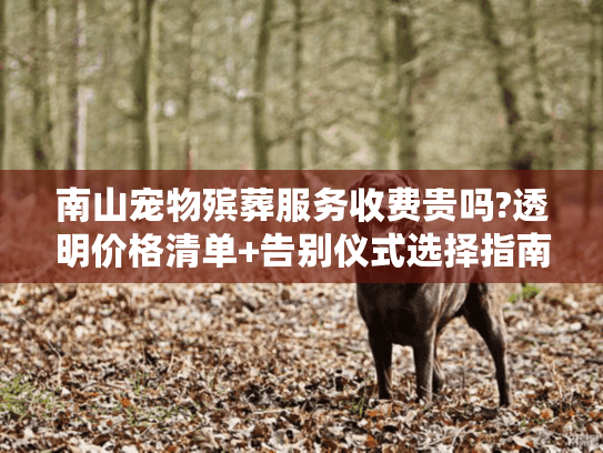 南山宠物殡葬服务收费贵吗?透明价格清单+告别仪式选择指南 南山宠物殡葬服务收费贵吗?透明价格清单+告别仪式选择指南