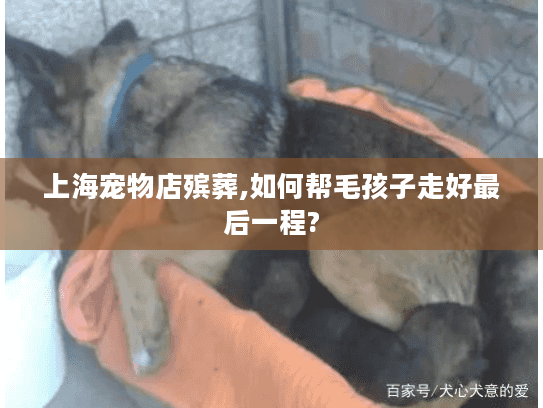 上海宠物店殡葬,如何帮毛孩子走好最后一程?
