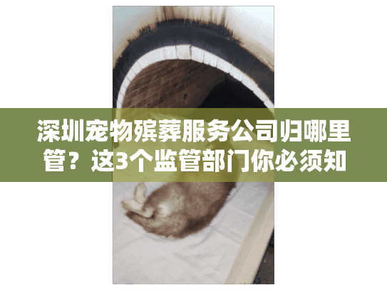 深圳宠物殡葬服务公司归哪里管?这3个监管部门你必须知道(附合规清单) 深圳宠物殡葬服务公司归哪里管?这3个监管部门你必须知道(附合规清单)