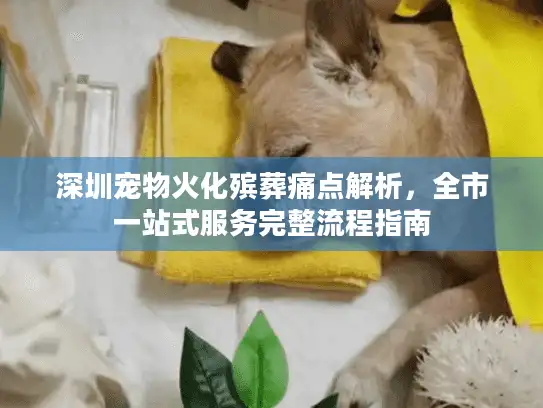 深圳宠物火化殡葬痛点解析，全市一站式服务完整流程指南
