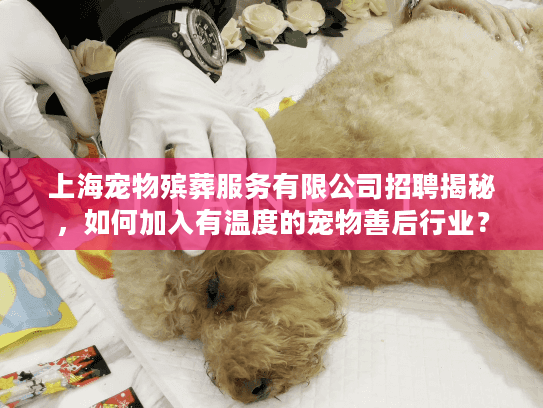 上海宠物殡葬服务有限公司招聘揭秘，如何加入有温度的宠物善后行业？