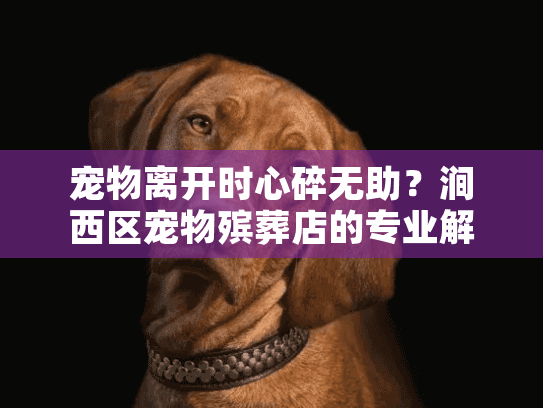 宠物离开时心碎无助？涧西区宠物殡葬店的专业解决方案