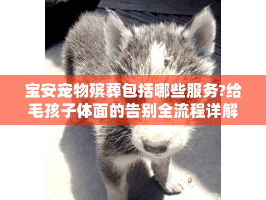 宝安宠物殡葬包括哪些服务?给毛孩子体面的告别全流程详解