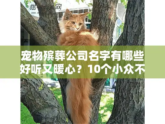 宠物殡葬公司名字有哪些好听又暖心？10个小众不撞名的治愈系案例