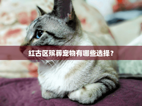 红古区殡葬宠物有哪些选择？
