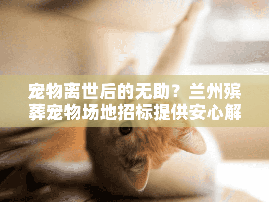 宠物离世后的无助?兰州殡葬宠物场地招标提供安心解决方案 宠物离世后的无助?兰州殡葬宠物场地招标提供安心解决方案
