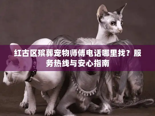 红古区殡葬宠物师傅电话哪里找？服务热线与安心指南