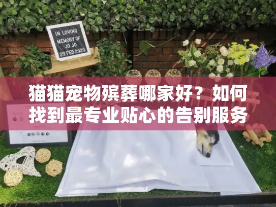 猫猫宠物殡葬哪家好？如何找到最专业贴心的告别服务？