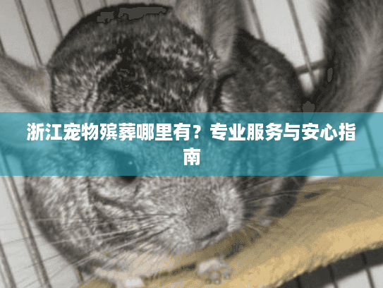 浙江宠物殡葬哪里有？专业服务与安心指南