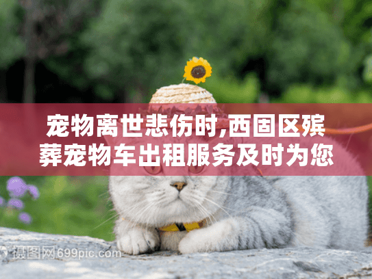 宠物离世悲伤时,西固区殡葬宠物车出租服务及时为您解忧