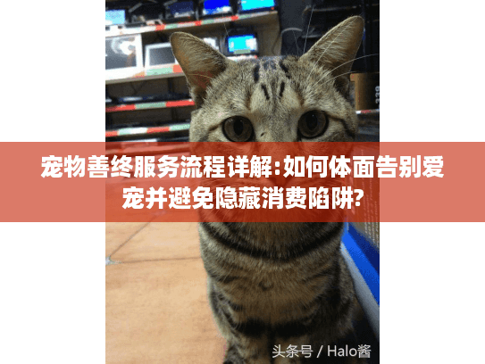 宠物善终服务流程详解:如何体面告别爱宠并避免隐藏消费陷阱?