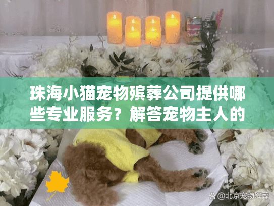 珠海小猫宠物殡葬公司提供哪些专业服务？解答宠物主人的疑问
