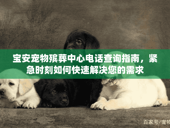 宝安宠物殡葬中心电话查询指南，紧急时刻如何快速解决您的需求