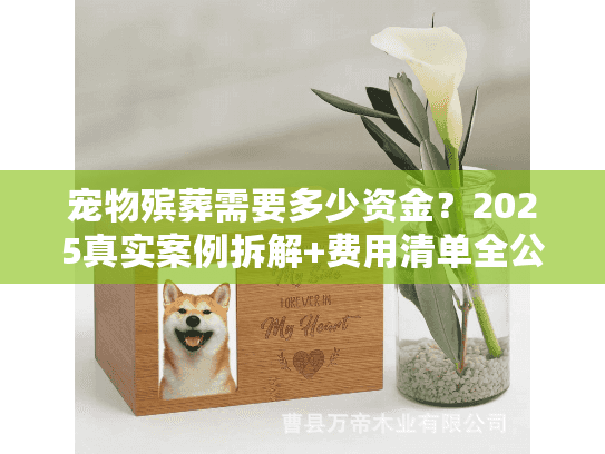 宠物殡葬需要多少资金？2025真实案例拆解+费用清单全公开