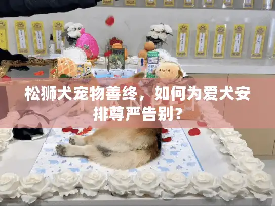 松狮犬宠物善终,如何为爱犬安排尊严告别? 松狮犬宠物善终,如何为爱犬安排尊严告别?