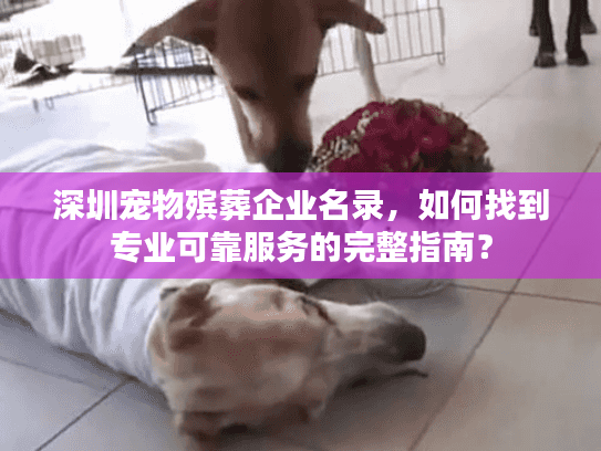 深圳宠物殡葬企业名录，如何找到专业可靠服务的完整指南？