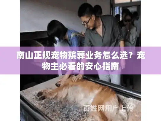 南山正规宠物殡葬业务怎么选？宠物主必看的安心指南