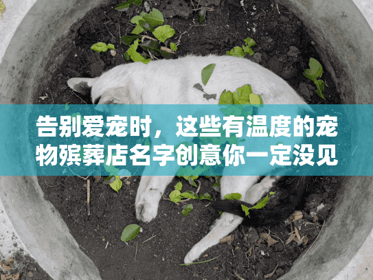 告别爱宠时，这些有温度的宠物殡葬店名字创意你一定没见过