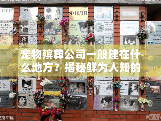 宠物殡葬公司一般建在什么地方？揭秘鲜为人知的选址内幕与用户必看攻略