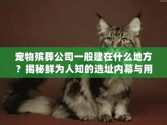 宠物殡葬公司一般建在什么地方？揭秘鲜为人知的选址内幕与用户必看攻略
