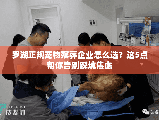 罗湖正规宠物殡葬企业怎么选?这5点帮你告别踩坑焦虑 罗湖正规宠物殡葬企业怎么选?这5点帮你告别踩坑焦虑