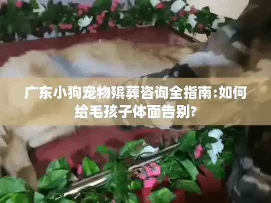 广东小狗宠物殡葬咨询全指南:如何给毛孩子体面告别?