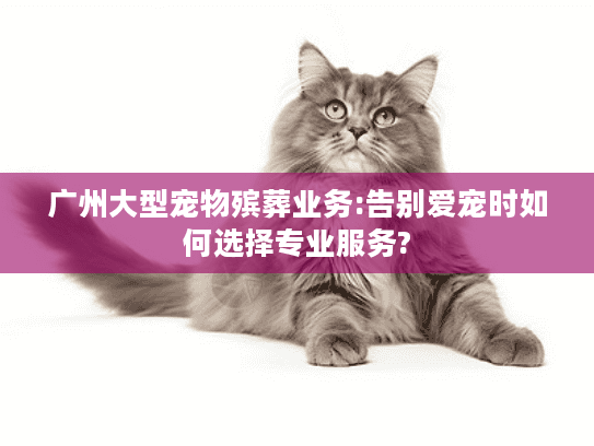 广州大型宠物殡葬业务:告别爱宠时如何选择专业服务?