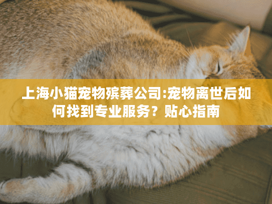 上海小猫宠物殡葬公司:宠物离世后如何找到专业服务？贴心指南