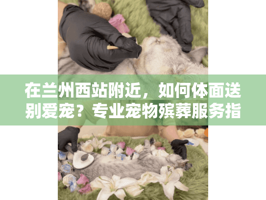 在兰州西站附近，如何体面送别爱宠？专业宠物殡葬服务指南