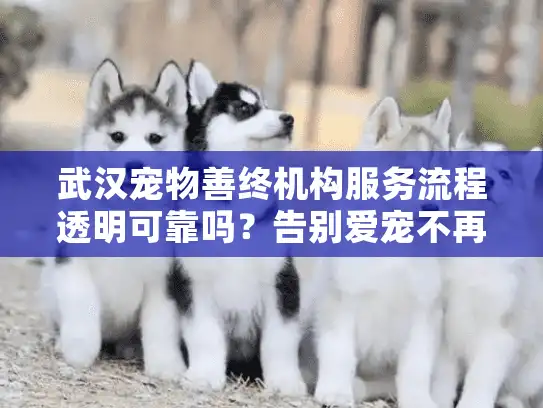 武汉宠物善终机构服务流程透明可靠吗？告别爱宠不再迷茫