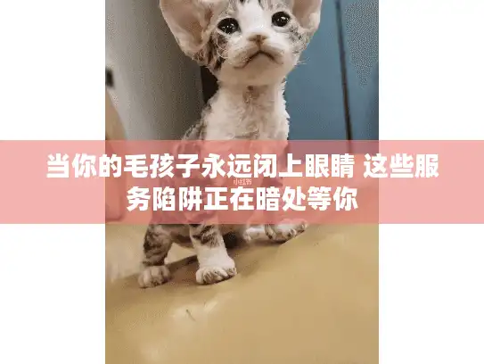 当你的毛孩子永远闭上眼睛 这些服务陷阱正在暗处等你