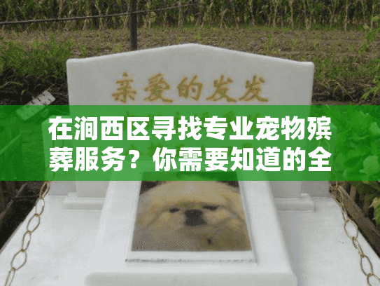 在涧西区寻找专业宠物殡葬服务？你需要知道的全面指南