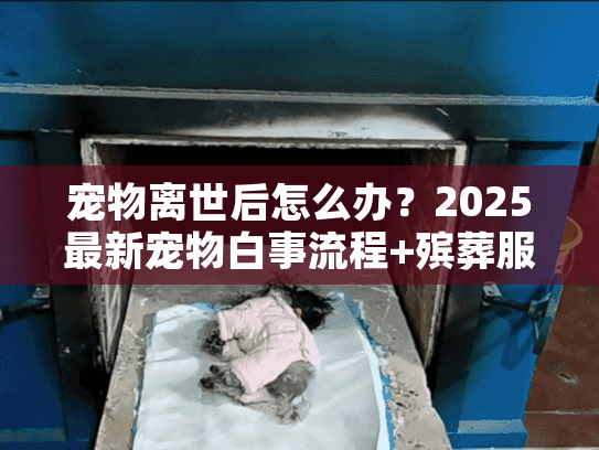 宠物离世后怎么办？2025最新宠物白事流程+殡葬服务避坑全攻略