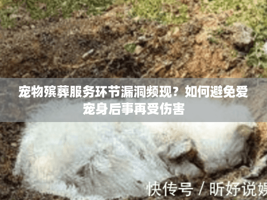 宠物殡葬服务环节漏洞频现?如何避免爱宠身后事再受伤害 宠物殡葬服务环节漏洞频现?如何避免爱宠身后事再受伤害