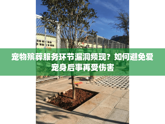 宠物殡葬服务环节漏洞频现?如何避免爱宠身后事再受伤害 宠物殡葬服务环节漏洞频现?如何避免爱宠身后事再受伤害