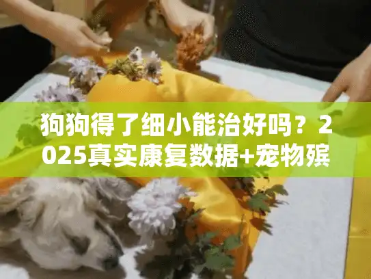 狗狗得了细小能治好吗？2025真实康复数据+宠物殡葬避坑技巧