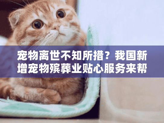 宠物离世不知所措?我国新增宠物殡葬业贴心服务来帮忙 宠物离世不知所措?我国新增宠物殡葬业贴心服务来帮忙