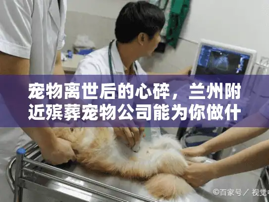 宠物离世后的心碎，兰州附近殡葬宠物公司能为你做什么？