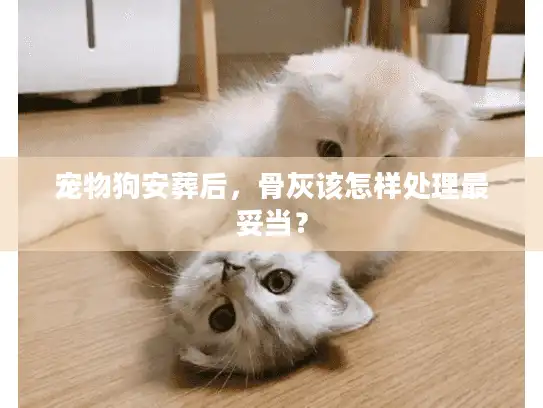 宠物狗安葬后，骨灰该怎样处理最妥当？