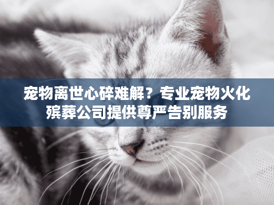 宠物离世心碎难解？专业宠物火化殡葬公司提供尊严告别服务