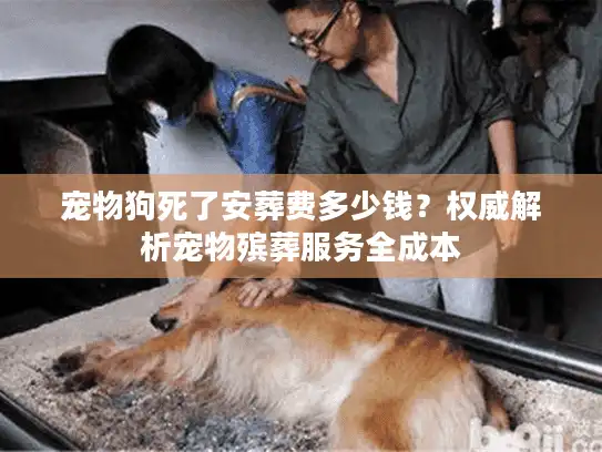 宠物狗死了安葬费多少钱?权威解析宠物殡葬服务全成本 宠物狗死了安葬费多少钱?权威解析宠物殡葬服务全成本